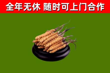 惠民县回收散虫草
