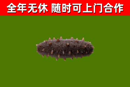 惠民县回收海参干